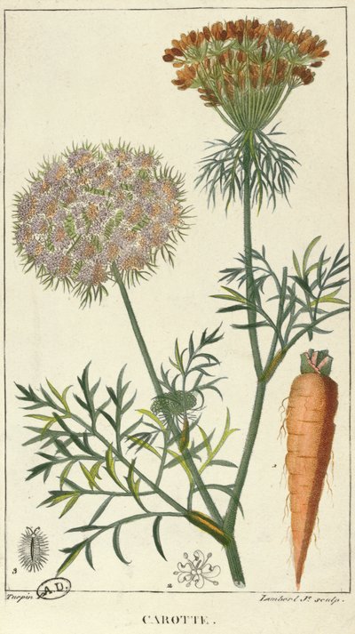 The Carrot, engraved by Lambert by Pierre Jean Francois Turpin